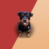 Barking Dog Sounds